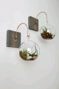 plantas colgantes